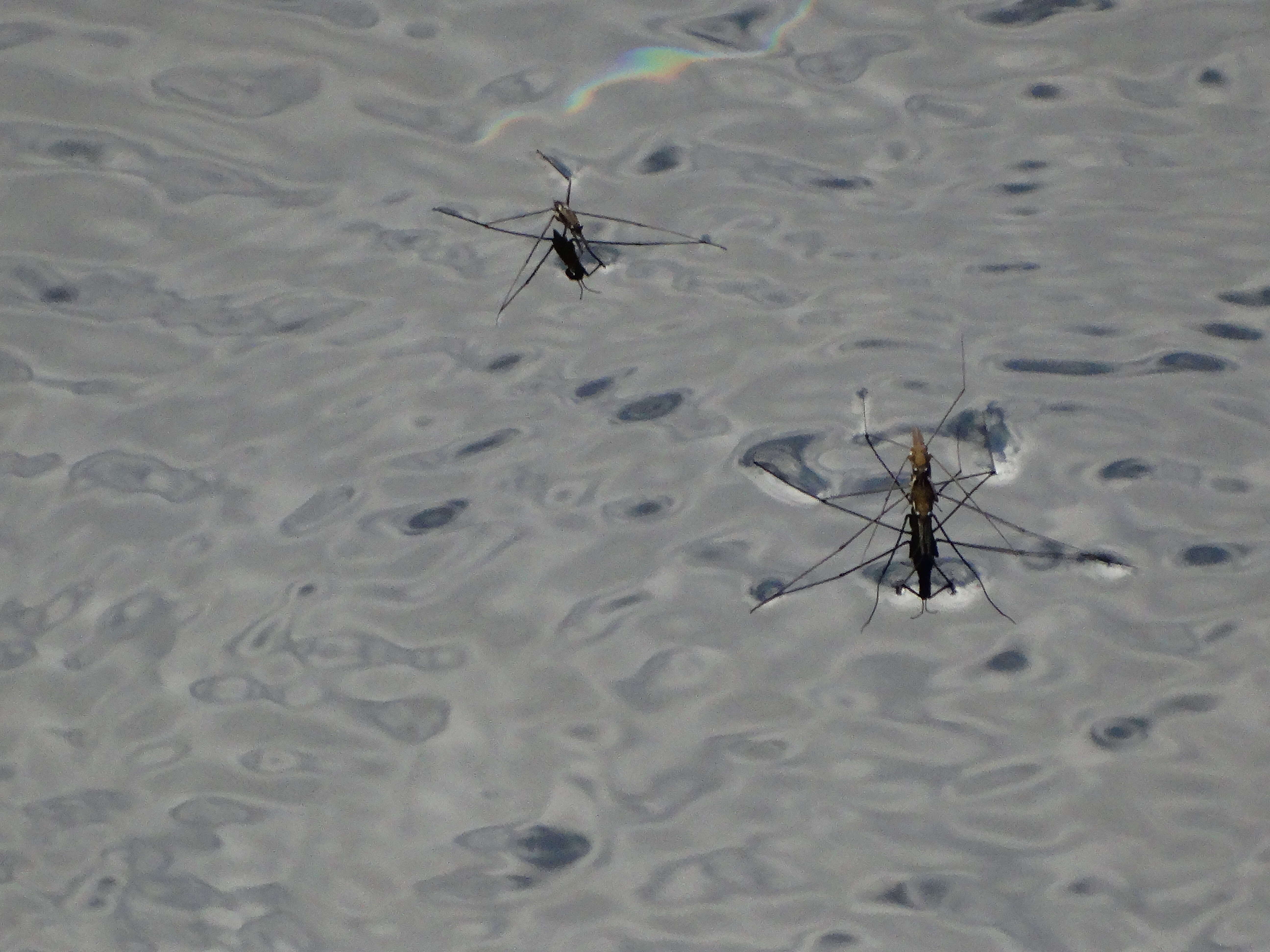 Image of Common pond skater