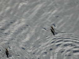 Image of Common pond skater