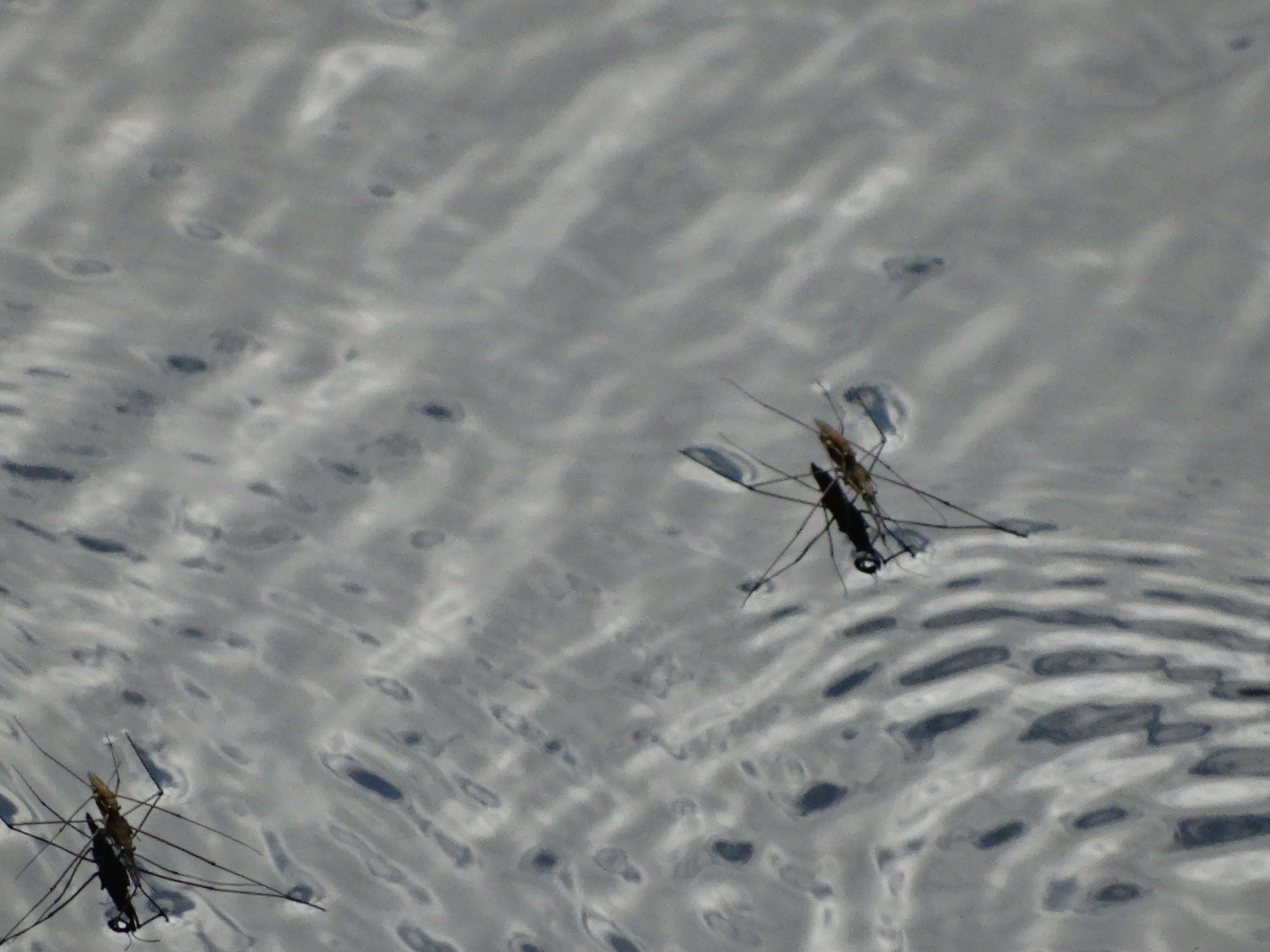 Image of Common pond skater