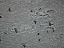 Image of Common pond skater