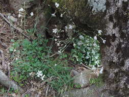 Image of Silene italica subsp. italica