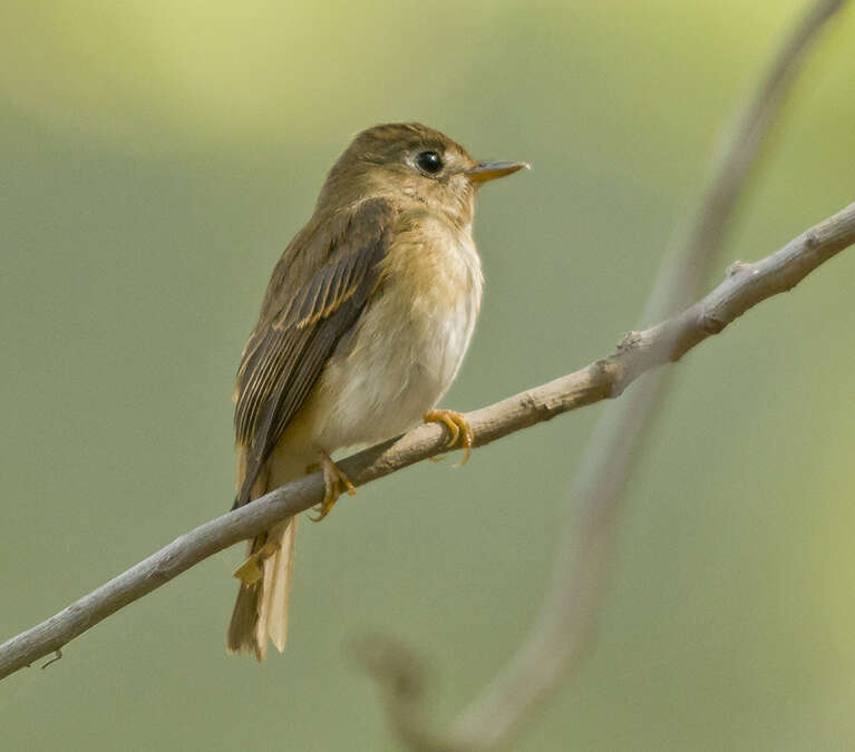 Image of Brown-breasted Flycatcher