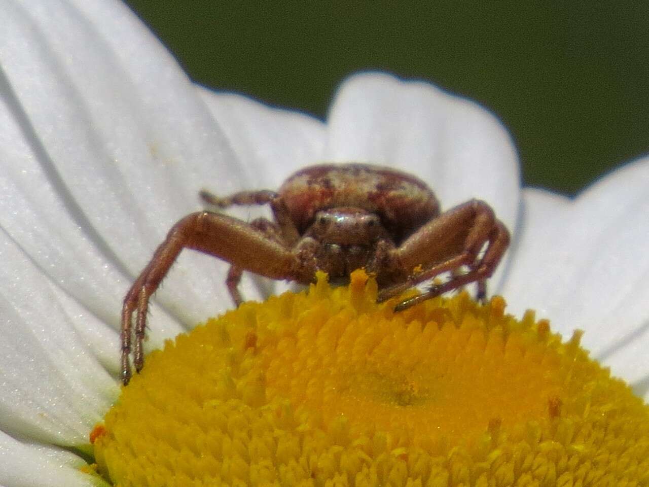 Image de Xysticus punctatus Keyserling 1880