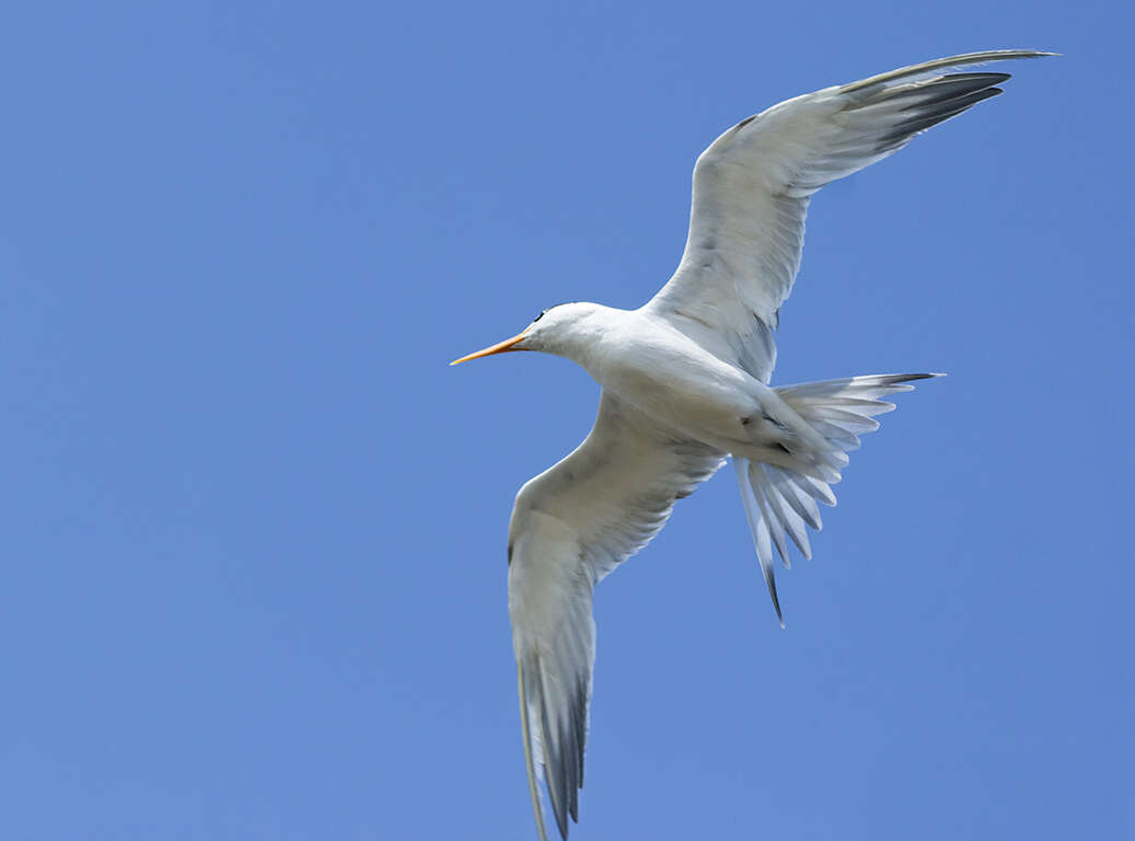 Image of Lesser Crested Tern