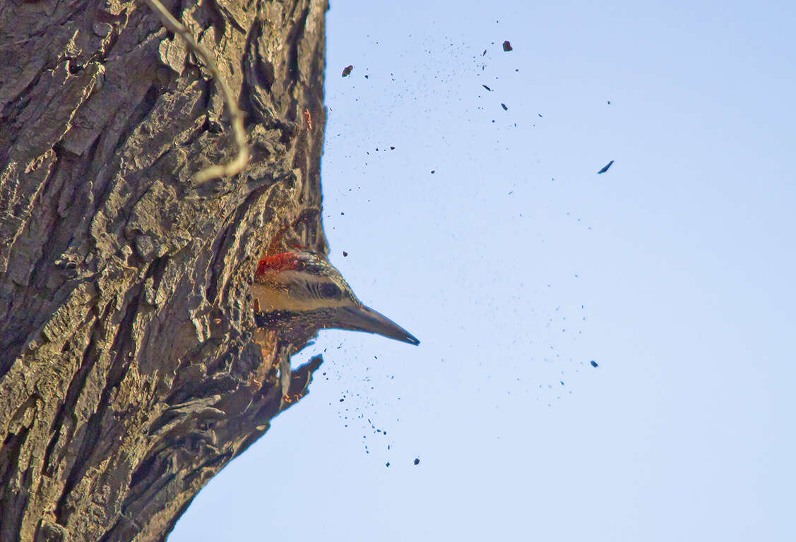 Image of Black-rumped Flameback