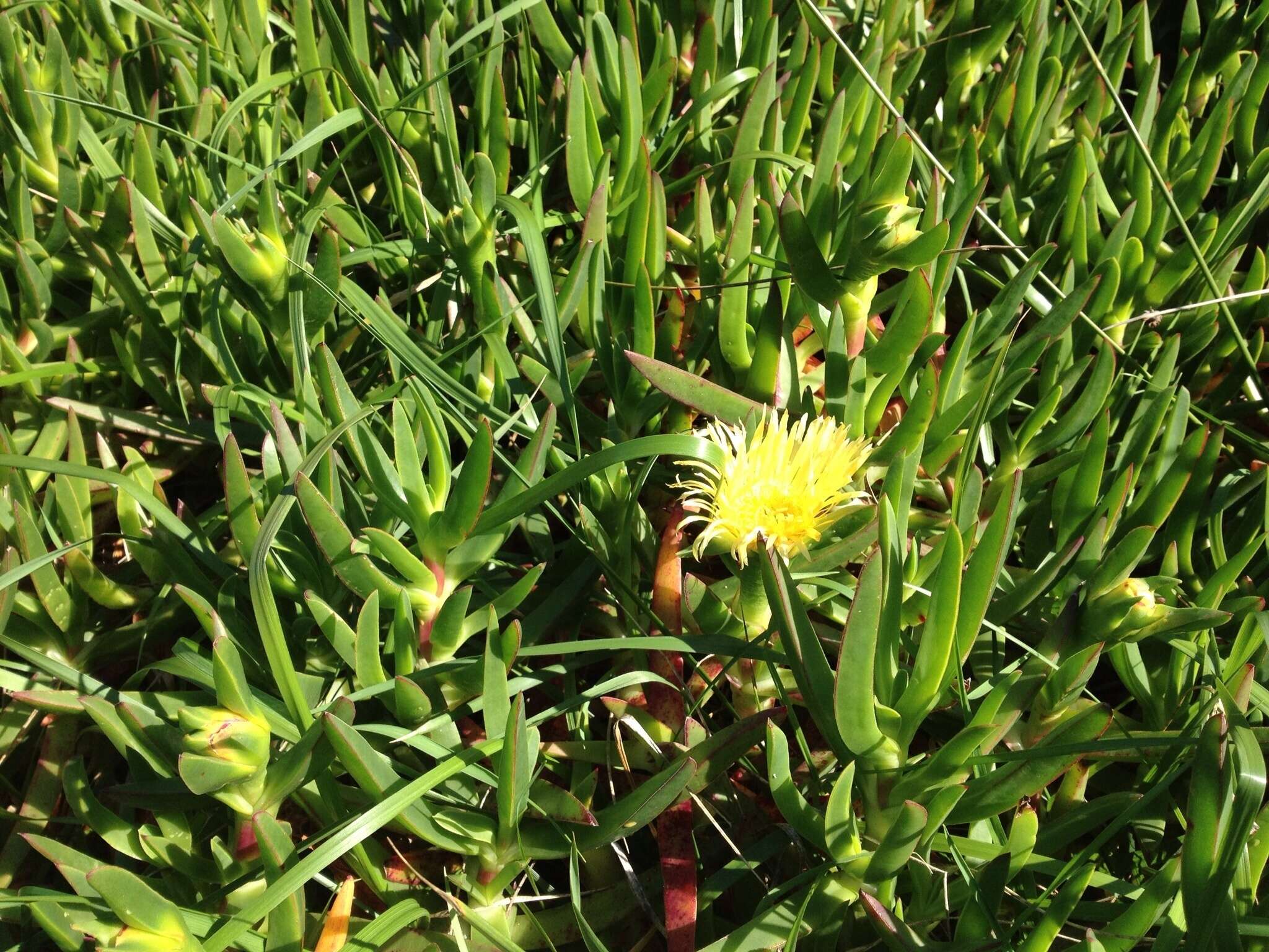 Imagem de Carpobrotus edulis (L.) N. E. Br.