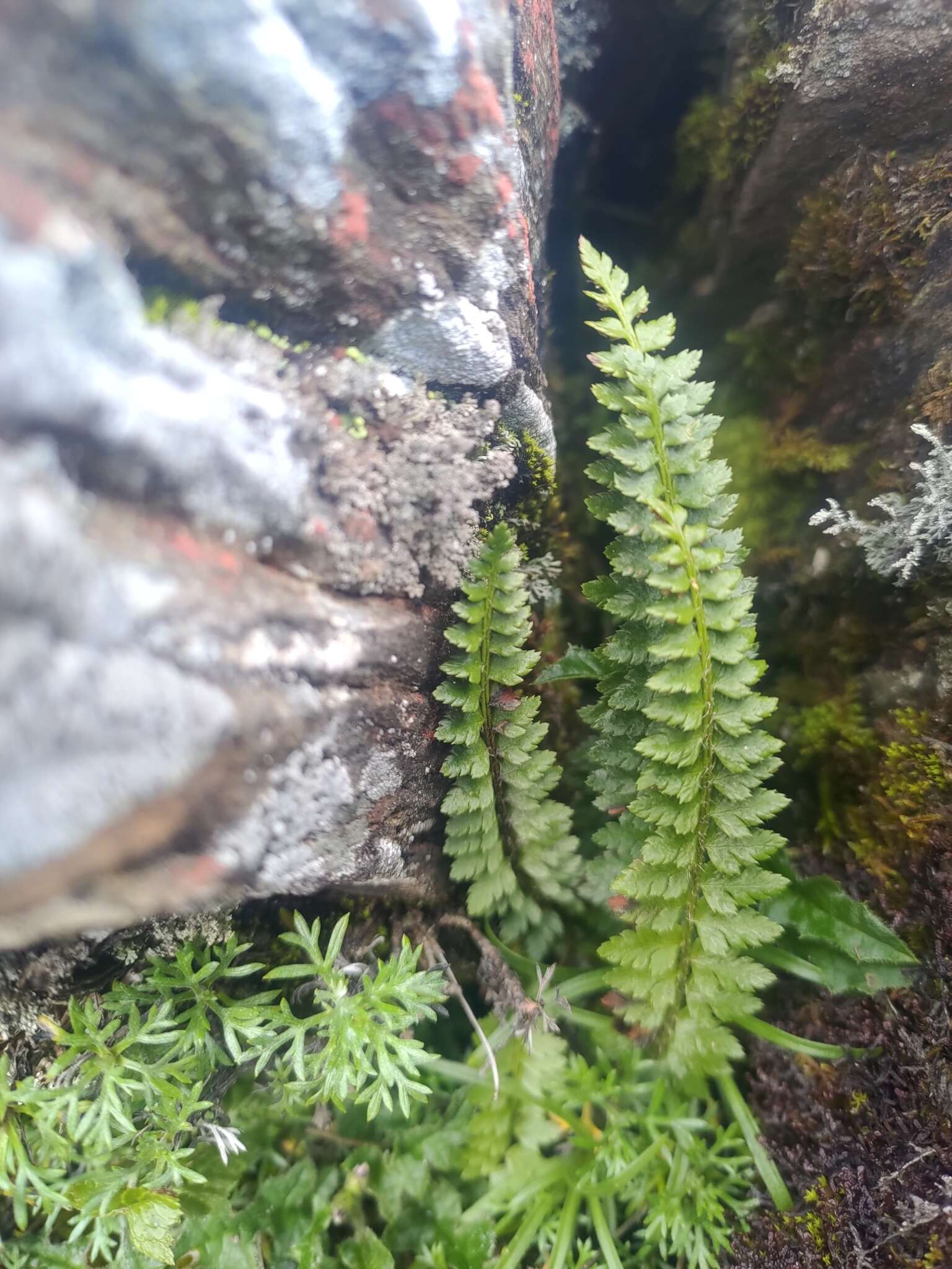 Imagem de Polystichum lachenense (Hook.) Bedd.