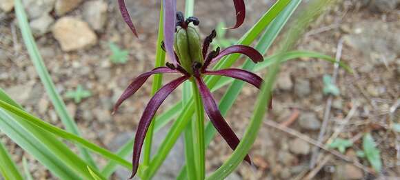 Image of Iphigenia indica (L.) A. Gray ex Kunth