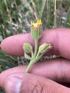 Слика од Arnica parryi A. Gray