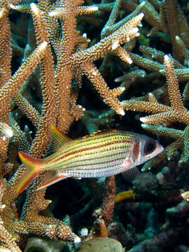 Image of Fine-lined Squirrelfish