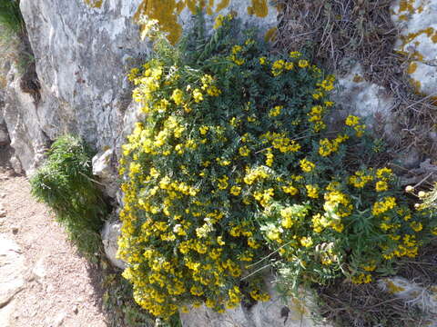 Plancia ëd Hippocrepis valentina Boiss.