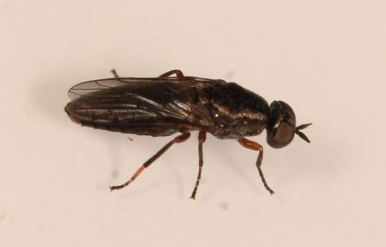 Image of Window Fly