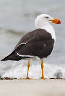 Image of Pacific Gull