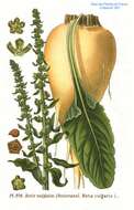 Image of Beta vulgaris subsp. vulgaris Altissima