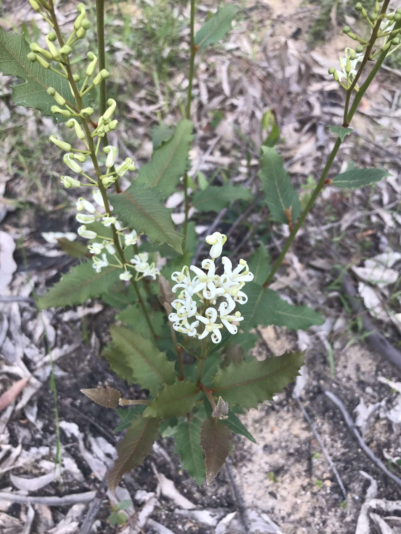 Image of Lomatia ilicifolia R. Br.