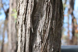 Image of Melaleuca groveana Cheel & C. T. White