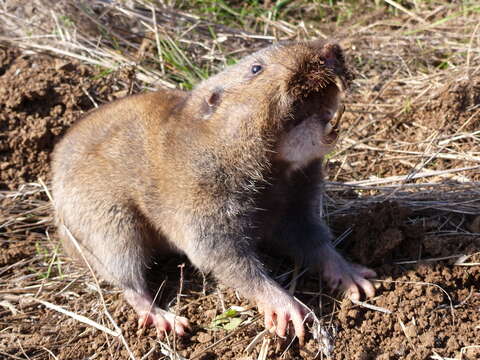 Image of Camas Pocket Gopher