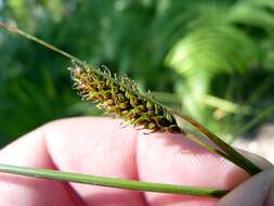 Image of smooth-stalked sedge