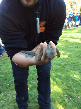 Image of Tuatara