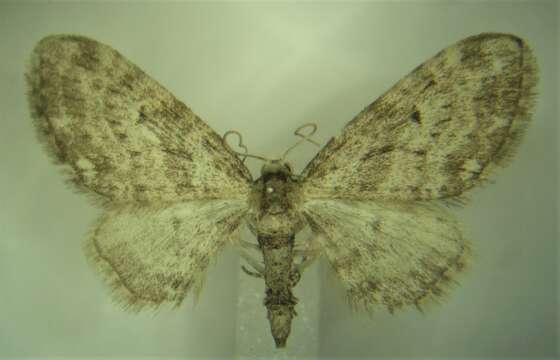 Image of Eupithecia casloata Dyar 1904