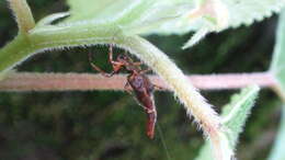 Image of Cyclosa hamulata Tanikawa 1992