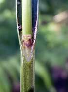 Image of smooth-stalked sedge