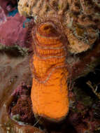 Image of Long polyp orange soft coral