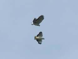 Image of White-necked Hawk