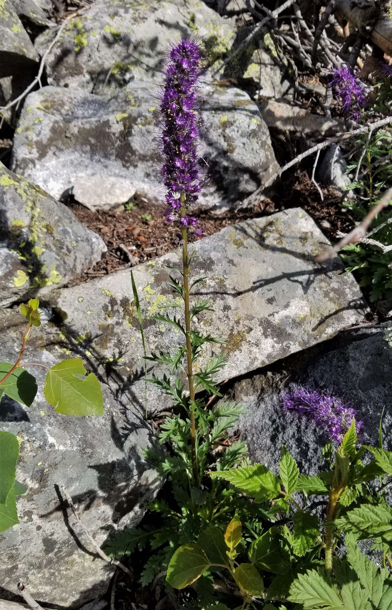 Image of silky phacelia