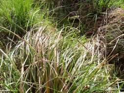 Image of smooth-stalked sedge