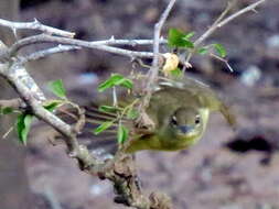 Image of Chlorocichla flaviventris flaviventris (Smith & A 1834)