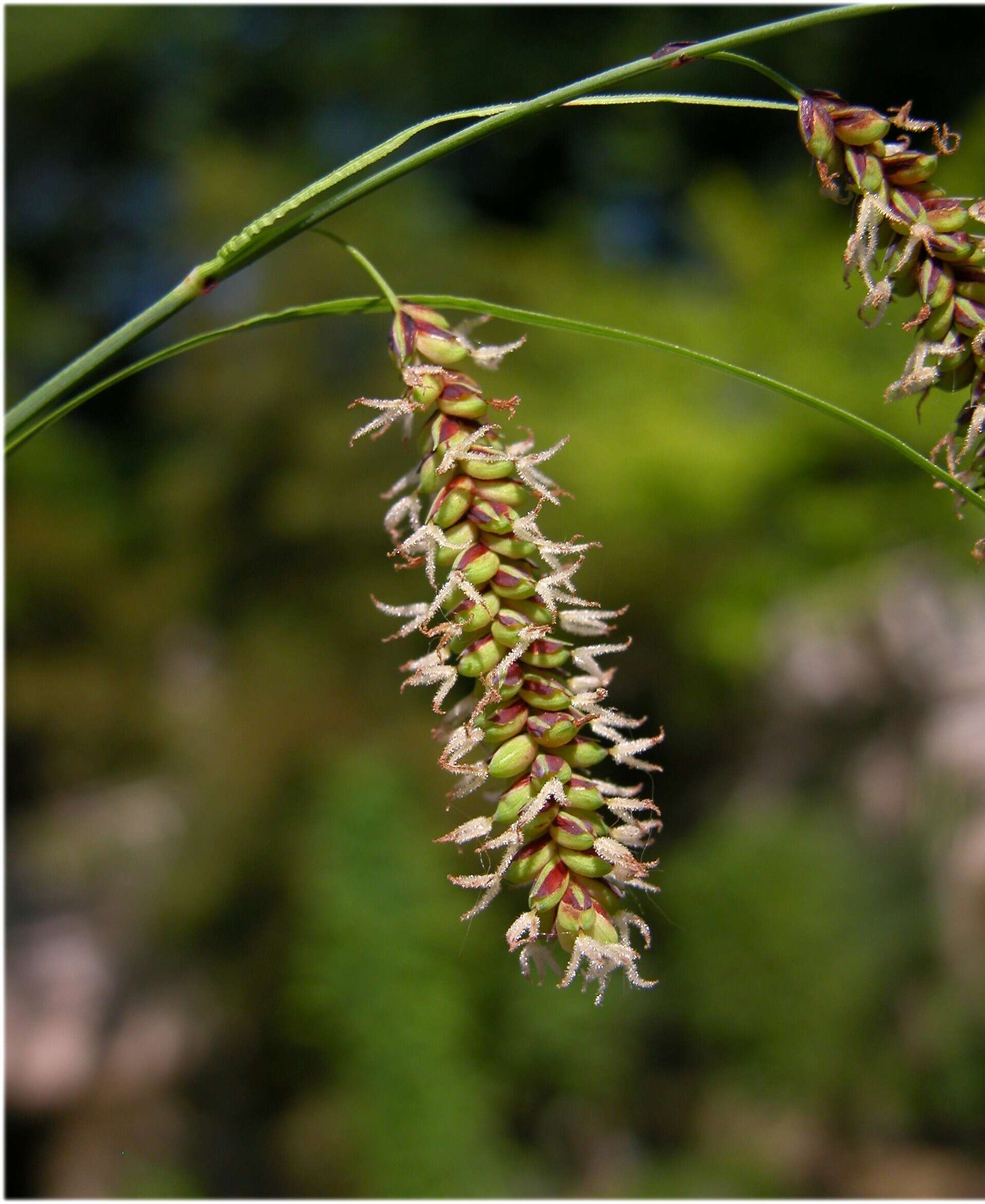 Image of smooth-stalked sedge