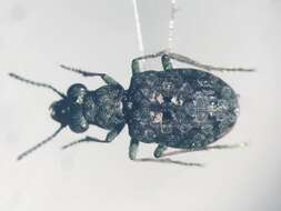 Imagem de Elaphrus (Elaphrus) californicus Mannerheim 1843