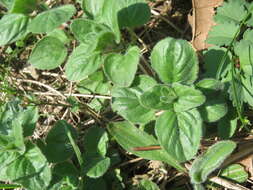 Image of oregano