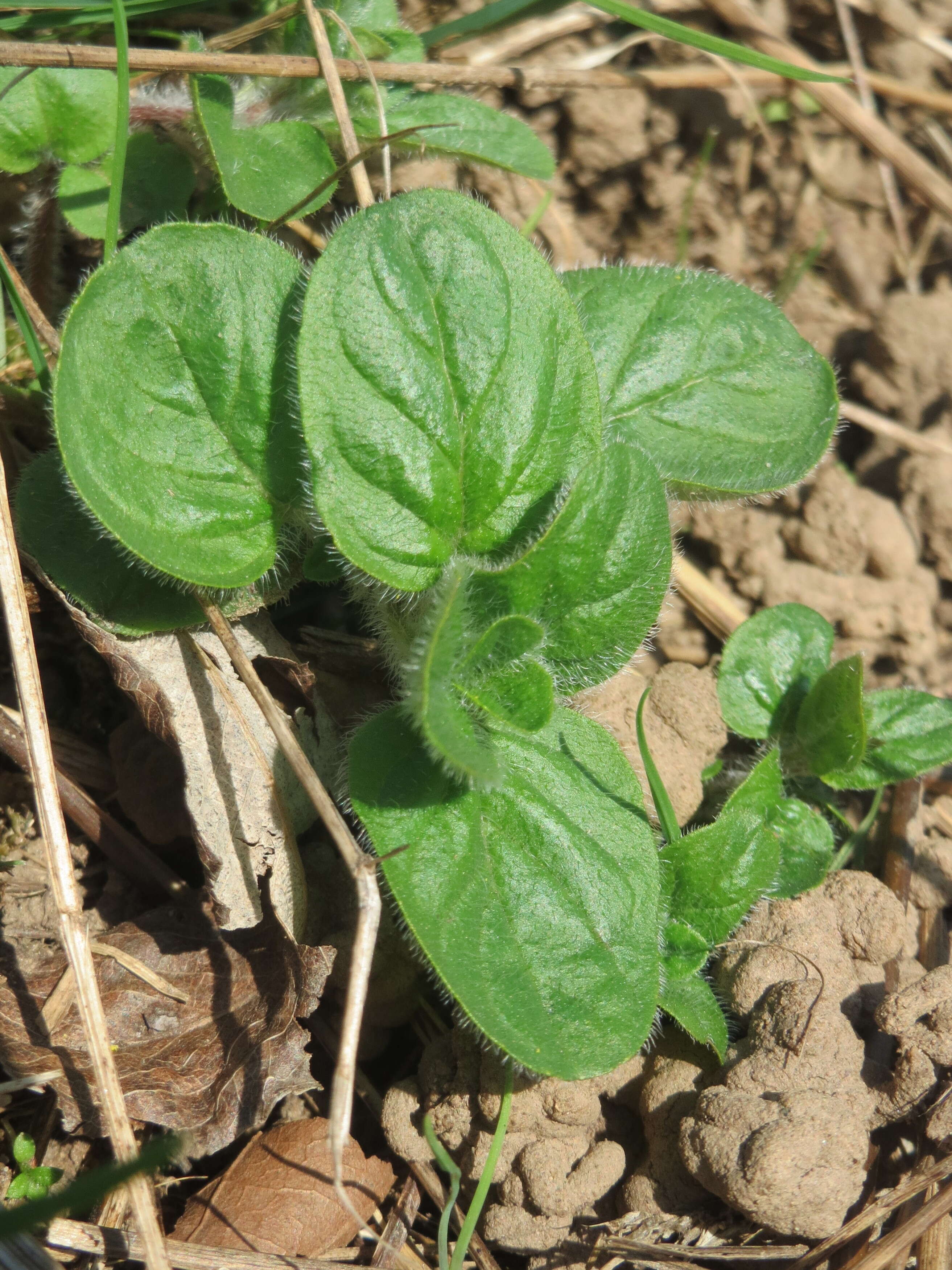 Image of oregano