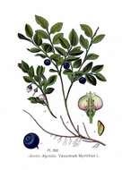 Image of bilberry