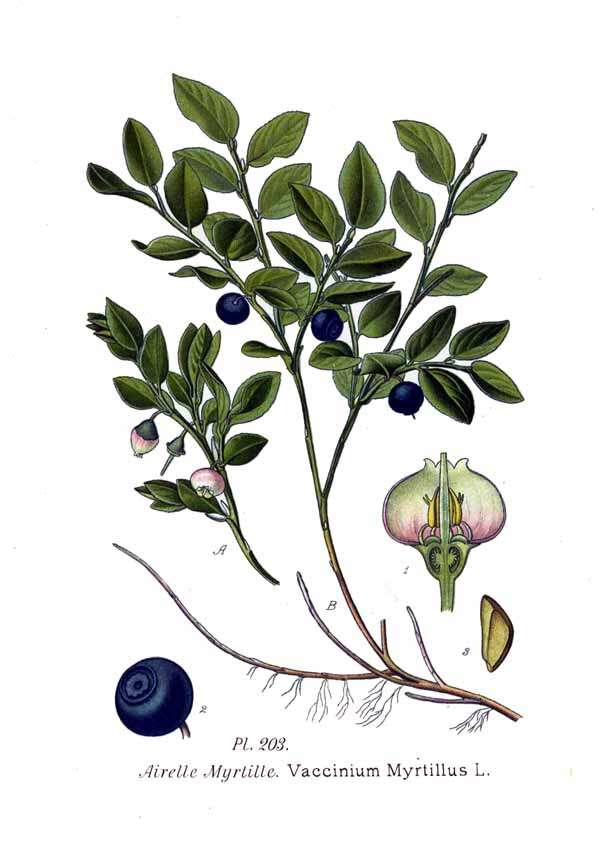 Image of bilberry