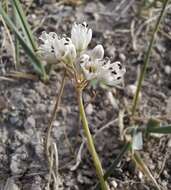 Image of Allium polyrhizum Turcz. ex Regel