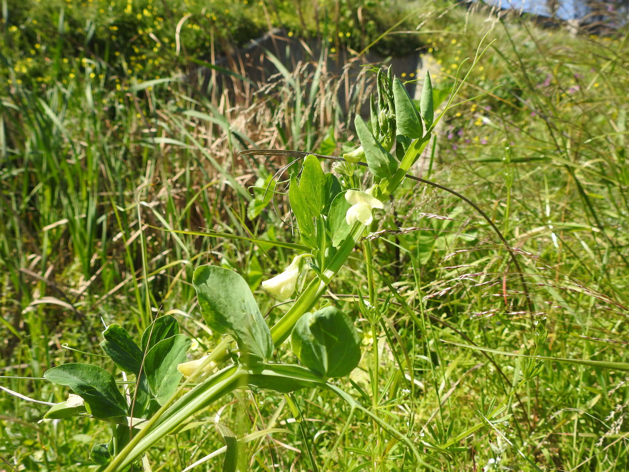 Image of Cyprus-vetch