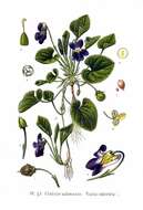 Image of sweet violet