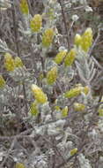 Image of Pteronia incana (Burm. fil.) DC.