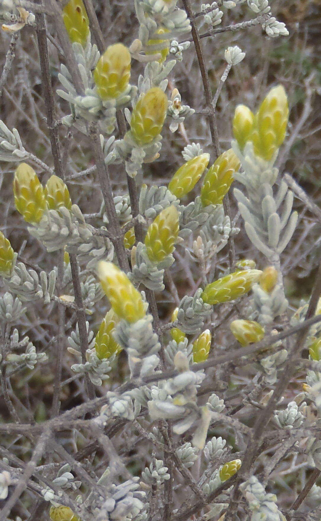 Image of Pteronia incana (Burm. fil.) DC.