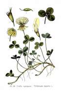 Image of white clover