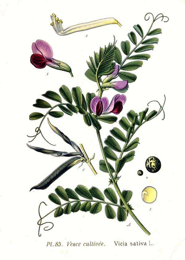 Image of Common Vetch