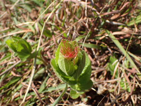 Image of Acalypha punctata Meisn. ex C. Krauss