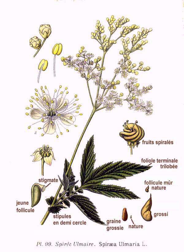 Image of Meadowsweet