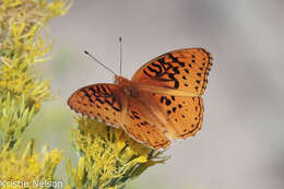 Image of Speyeria nokomis apacheana Skinner 1918