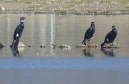 Image of Phalacrocorax carbo sinensis (Staunton 1796)