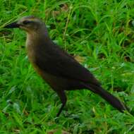 Image of Carib Grackle