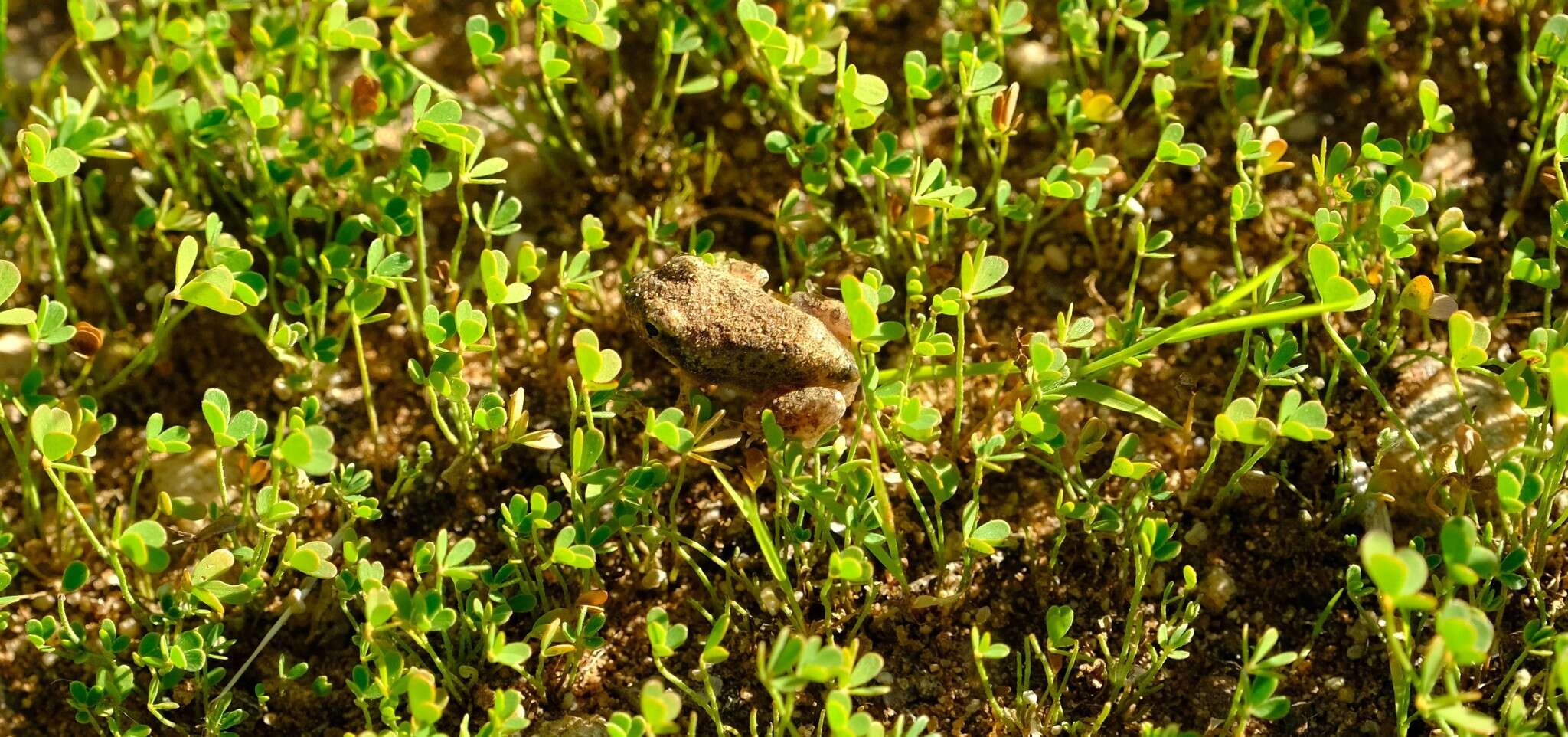 Tomopterna tandyi Channing & Bogart 1996的圖片